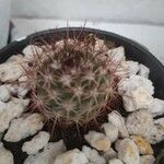 Mammillaria grahamii 葉