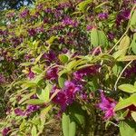 Rhododendron trichanthum Habit