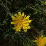 Picris hieracioides Flower