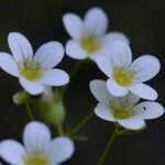 Saxifraga hypnoides Květ