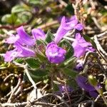 Clinopodium alpinumFlower