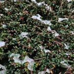 Cotoneaster microphyllus Habitus