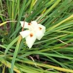 Dietes bicolor Flower