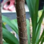 Cordyline stricta പുറംതൊലി