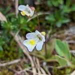 Pinguicula alpina Flor