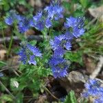 Veronica orsiniana Fiore