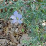 Linum pratense Агульны выгляд