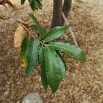 Quercus mexicana Ліст