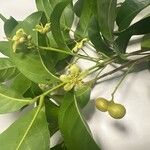 Harpullia arborea Flower