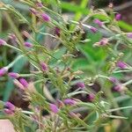 Centaurium tenuiflorum Blomma