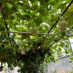 Lagenaria siceraria Fruit