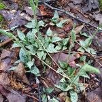 Goodyera tesselata Leaf