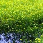 Ludwigia grandiflora Libunga