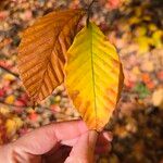 Fagus grandifoliaLeaf