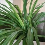 Chlorophytum capense Leaf