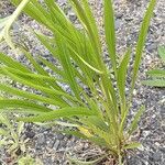 Echinacea pallida Pokrój