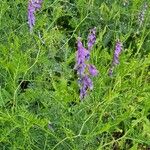 Vicia tenuifolia 葉