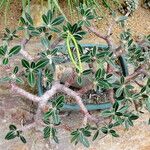 Pachypodium rosulatum Συνήθη χαρακτηριστικά