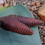 Welwitschia mirabilis Kwiat