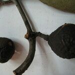 Tontelea coriacea Otro