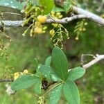 Berberis microphylla Лист