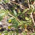 Helianthemum squamatum Hoja