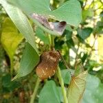 Dioscorea alata Fruit