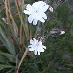 Silene secundiflora Cvet