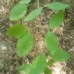 Cornus masFeuille