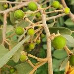 Grewia bicolor Fruit