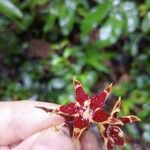 Sterculia excelsa Kvet