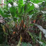 Heliconia wagneriana Blad