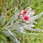 Pardoglossum cheirifolium Flower