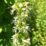 Platanthera lacera Flower