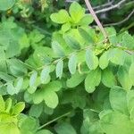 Vicia sylvatica Leaf