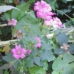 Geranium x oxonianum Flower