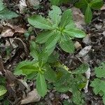 Daphne pontica Leaf