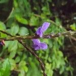 Stachytarpheta urticifolia Blomst