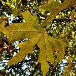 Acer macrophyllum Folha