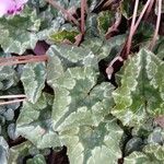 Cyclamen hederifolium Leaf