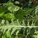 Achillea filipendulina Folha