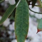 Rhododendron argyrophyllum Leaf