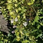 Salvia tomentosa Fleur