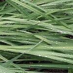 Gladiolus papilio Leaf