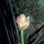 Evodianthus funifer Flower