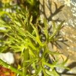 Adonis microcarpa Leaf