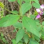 Lantana trifolia Leaf