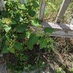 Ampelopsis cordata Fleur