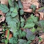 Rubus ursinus Leaf