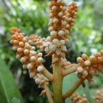 Tapeinosperma rubidum Flor